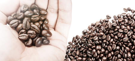 Hand holding coffee bean on white background from top viewの写真素材