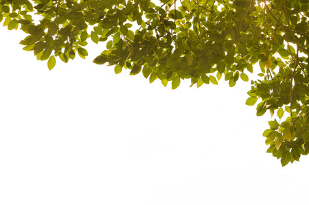 Green leaf in evening shadow dark tone on white backgroundの写真素材