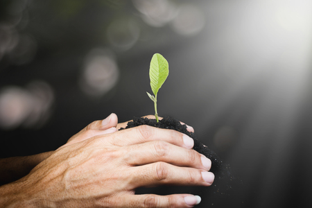 Hand of man seeding small plant or seedling on pile of soil on green bokeh dark background sun light nature , planting young tree , ecology growth conceptの写真素材