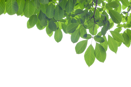 Green leaf on white backgroundの写真素材