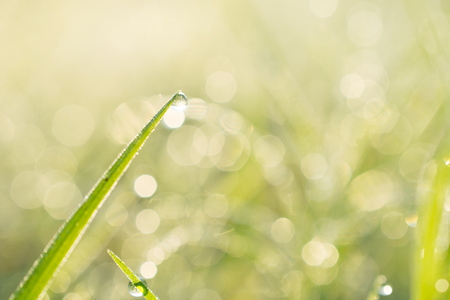 Dew water drop on grass and sunrise in the morning art abstract backgroundの写真素材