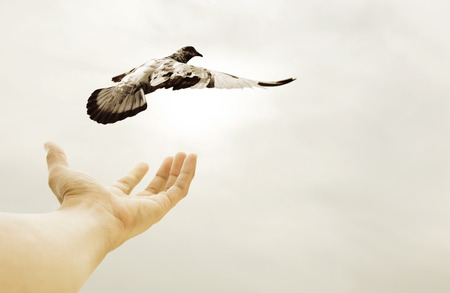 Hand releasing bird into the airの写真素材