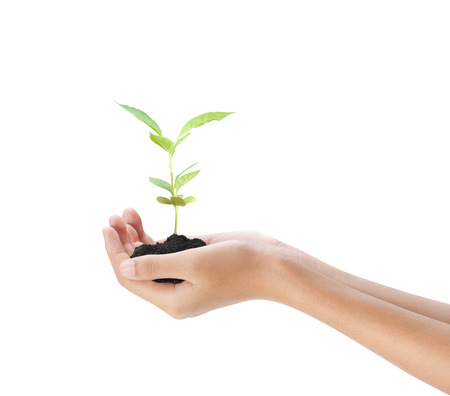 Hand holding plant on white backgroundの写真素材