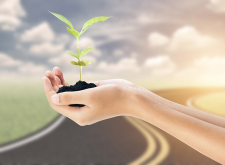 Hand holding plant on road and nature backgroundの写真素材