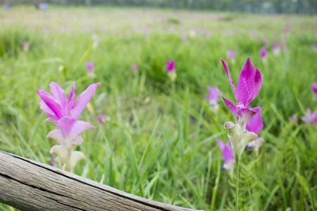 Beautiful  pink  flower ( Zingiberaceae ),Thailand Tulip, Pink Flowerの写真素材