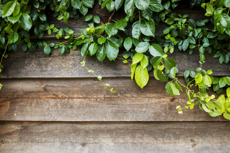 wooden and climbing plants of wall.contrast backgroundの写真素材