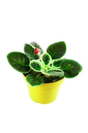 Saintpaulia with green leaves in a yellow pot. Isolated on a white background.の写真素材