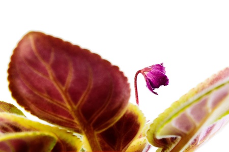 saintpaulia close-up. Young flower in focus. Isolated in the white backgroundの写真素材