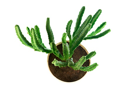 Succulent stapelia  the top view. Isolated on white backgroundsの写真素材