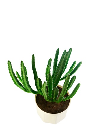 Succulent stapelia in a white pot the top view. Isolated on white backgroundsの写真素材