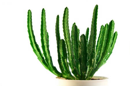 Succulent stapelia, isolated on white backgrounds horizontallyの写真素材