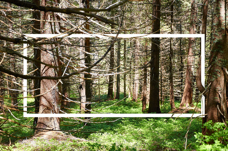 White frame, integrated in the landscape, for your content. Fairy Tale Forest, Mountain Landscape, Nature backgroundの写真素材