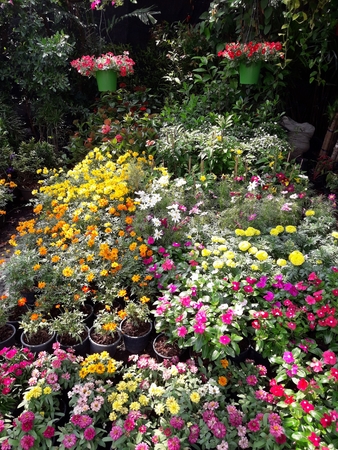 Street flower shop with colourful flowers.の写真素材