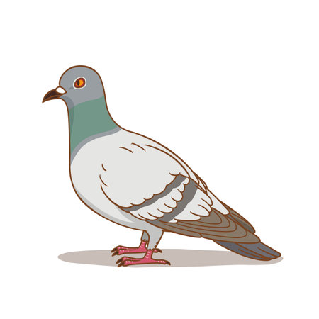 Cartoon illustration of pigeon, Grey dove.のイラスト素材
