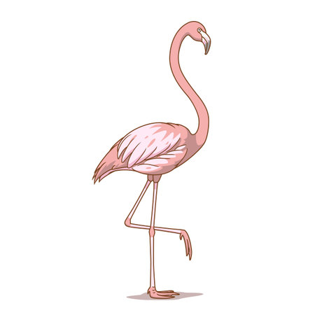 Cartoon illustration of pink flamingo.のイラスト素材