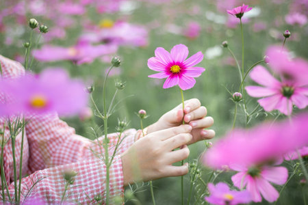 Close up girl hands holding pink cosmos flower in the filed. Blur backgroundの写真素材