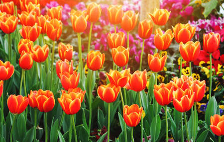 Close up orange tilips in the garden. blur backgroundの写真素材