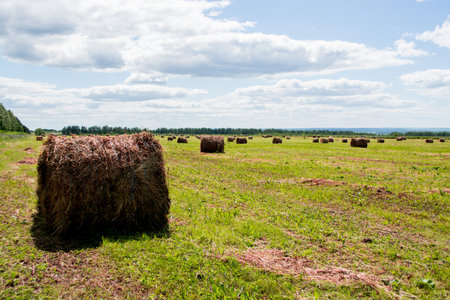a shock of hay on the field