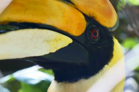 Yellow beakの写真素材