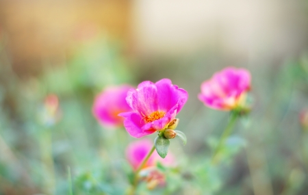 Beauty flowerの写真素材