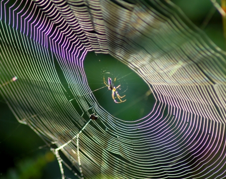 Black spider の写真素材