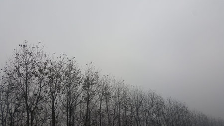 Close up to the woods in black and whiteの写真素材