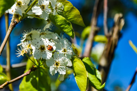cherry blossom and ladybug on a background of blue skyの写真素材