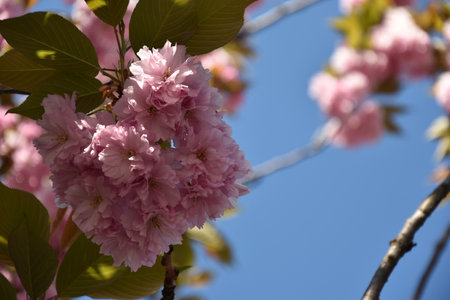 cherry blossom in spring time with blue sky in the backgroundの写真素材