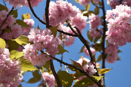 cherry blossom, sakura, Japanese cherry, Prunus serrulataの写真素材