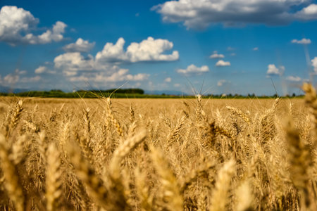 Golden ears of wheat on the background of the blue sky with cloudsの写真素材
