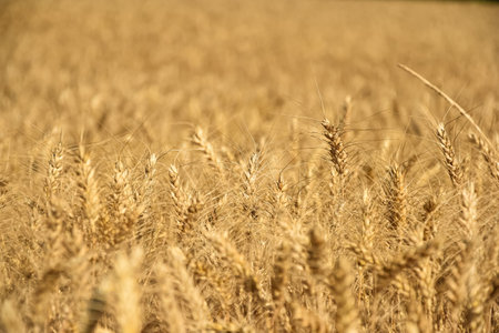 golden wheat field in the morning light, shallow depth of fieldの写真素材