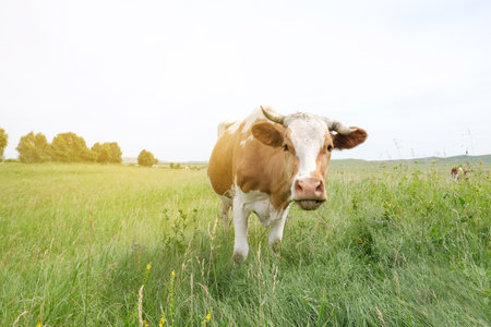 Beef cows and calfs grazing on field. Eating hay and silage.の写真素材