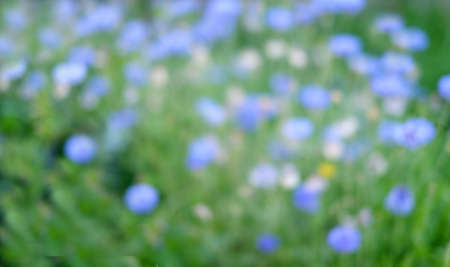 Natural green defocussed background. Summer concept, blurred textureの写真素材