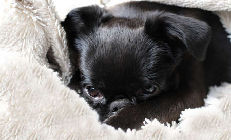 Portrait of black puppy dog, brabancon with funny face on white blanket background. Sleeping puppy dog at homeの写真素材