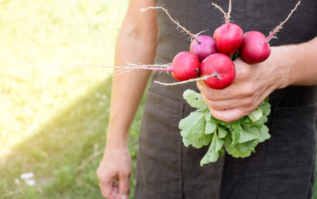 Farmer holding fresh radish in hands on farm. Men hands holding freshly bunch harvest. Healthy...