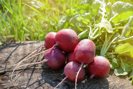 fresh radish bunch harvest on wooden table. Healthy organic food, vegetables, agriculture, close up amd copyspaceの写真素材