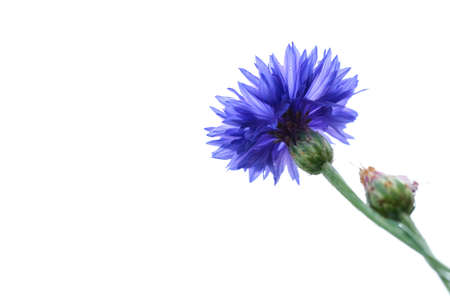 blue closeup cornflower isolated on white. natural floral backgroundの写真素材