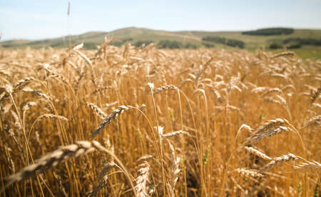 wheat field in harvest season with blue sky backgroundの写真素材