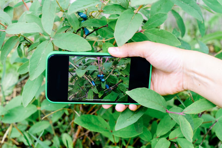 Technology Smart Farming and Innovation Agricultural Concepts. Honeysuckle branch with blue ripe berries on smartphone screenの写真素材