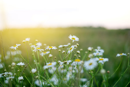 Chamomile flower field. Camomile in nature. Field of camomiles at sunset evening. Chamomile flowers field wide backgroundの写真素材