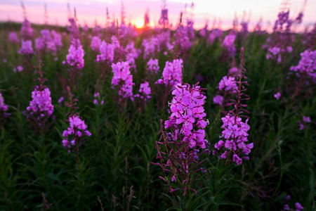 Willow-herb purple flowers in the sunlight at sunset. Selective focus with shallow depth of fieldの写真素材
