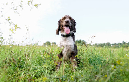 Russian brown spaniel lying in green grass in a field and lit by the setting sun.