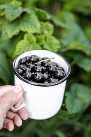 Womans hand hol cup of fresh black currant on summer garden background. Summer harvest concept.の写真素材