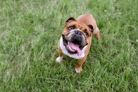 Portrait of English Bulldog with open mouth resting on grass. Close up pet portraitの写真素材