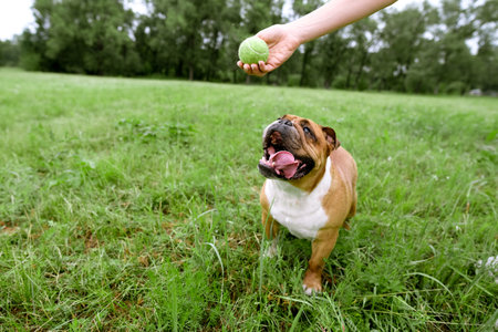 Portrait of English Bulldog resting on grass. Close up pet portraitの写真素材