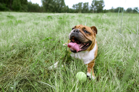 Portrait of English Bulldog resting on grass. Close up pet portraitの写真素材