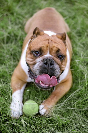 Portrait of English Bulldog resting on grass. Close up pet portraitの写真素材