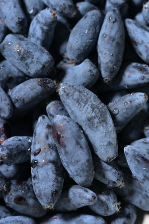 Close-up macro shot of honeysuckle berries. Healthy blue edible berries, rich in antioxidants and...