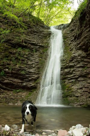 Border Collie near waterfallの写真素材