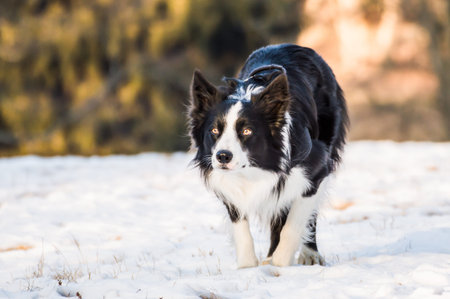 border collie on the snow